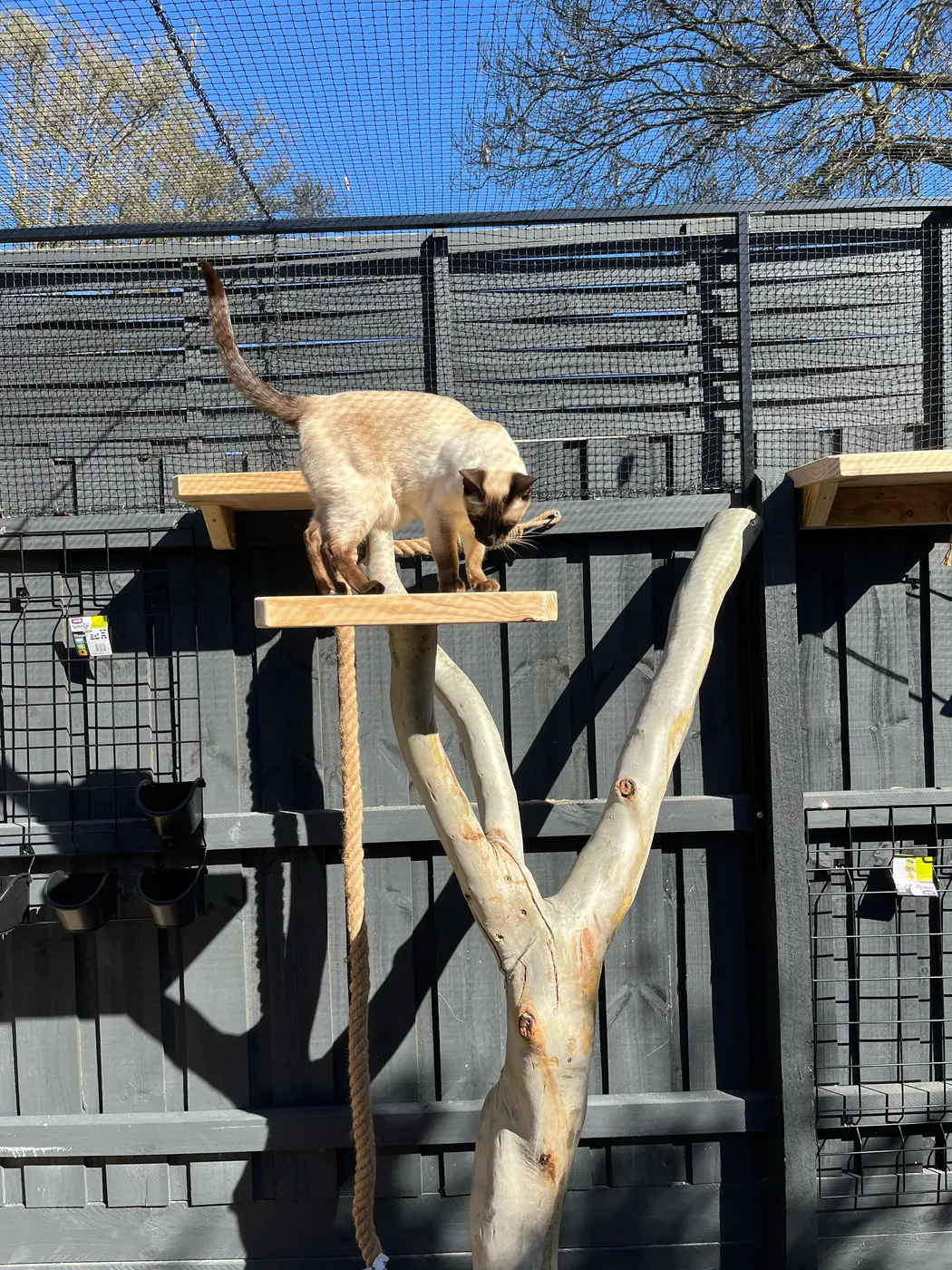 A Siamese cat walking along a timber shelf on a branch climber inside a meshed cat enclosure.